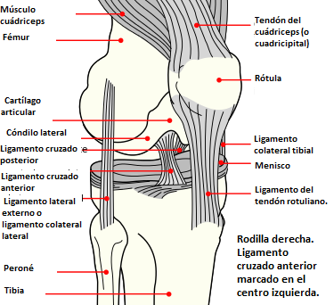 ligamentos_de_la_rodilla