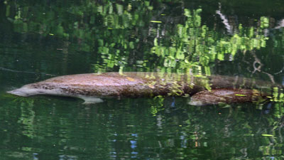 manatee