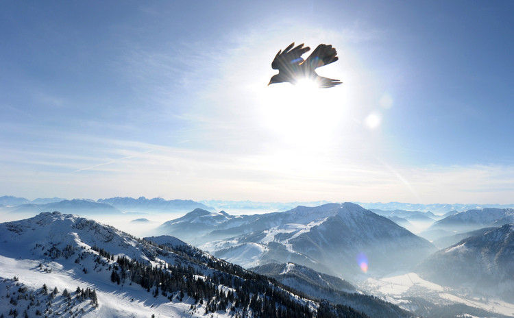 pajaro_volando_en_los_Alpes_a_mas_de_1800_metros_de_altura