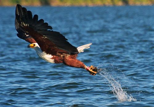 03_31_13_aguila_pescadora_en_Kenia.jpg