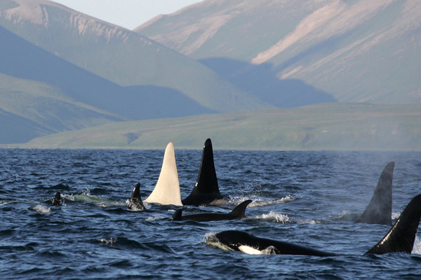 orca_ballena_asesina_blanca