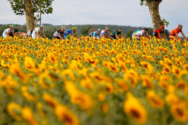 ciclistas_y_girasoles_en_Francia