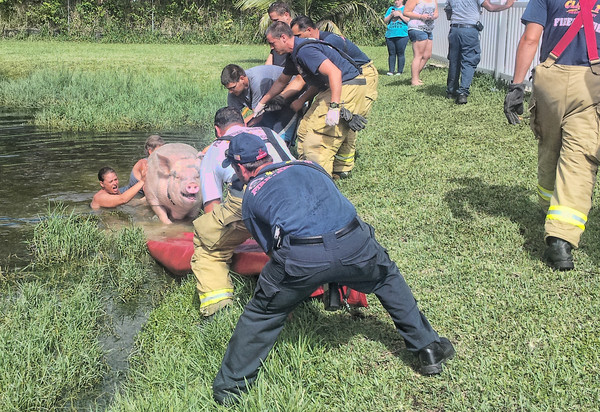 salvando_un_cerdo_en_Pembroke_Pines