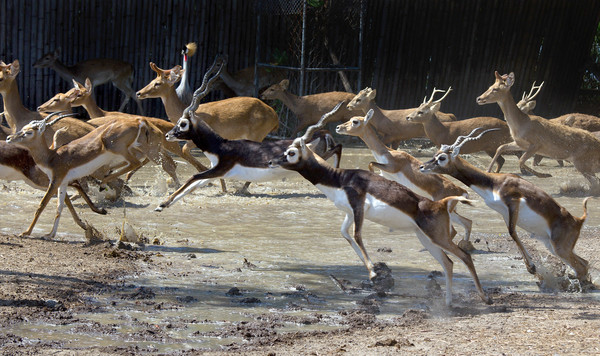 zoo_en_Tailandia