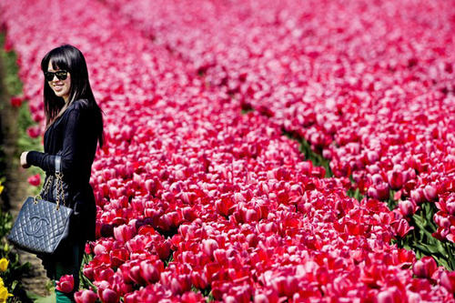campo_de_tulipanes_en_Holanda