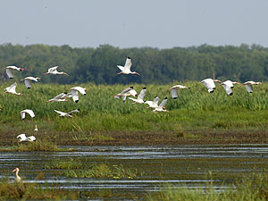 everglades