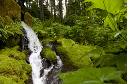 manantial_de_agua_en_Oregon