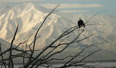 pajaro_en_la_nieve