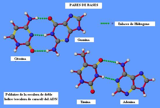 pares_de_bases