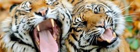 tigres