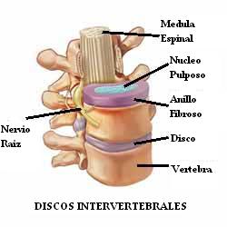 discos_intervertebrales