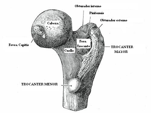 trocanter