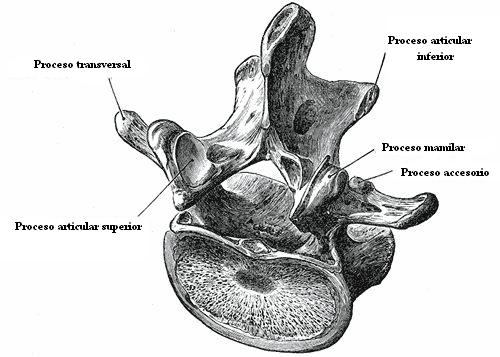 partes_de_una_vertebra