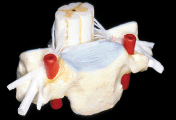 arteria_vertebral