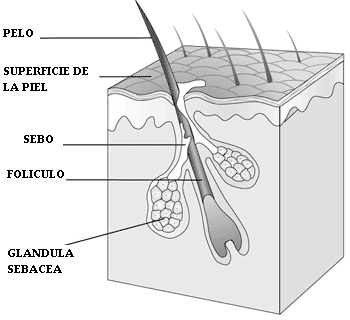 foliculo_capilar