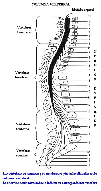 columna_vertebral
