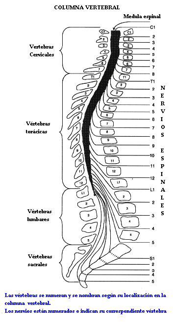 mapa_de_la_columna_vetebral