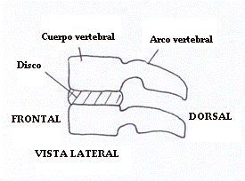segmento_vertebral