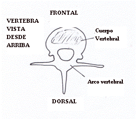 vertebra_desde_arriba