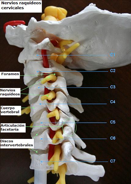 nervios_rquideos_cervicales