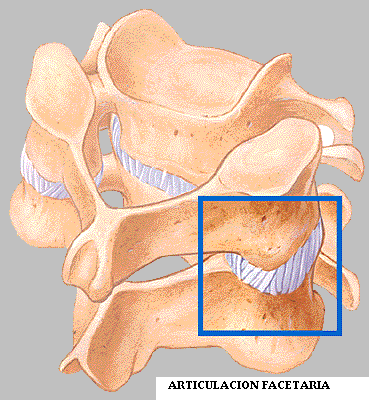 articulacion_facetaria