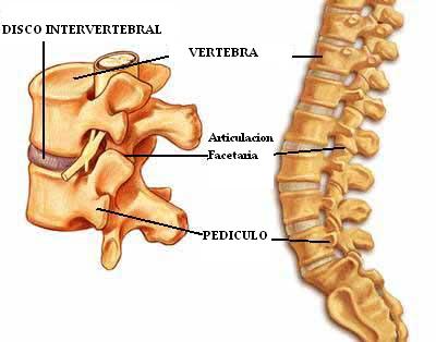 disco_intervertebral