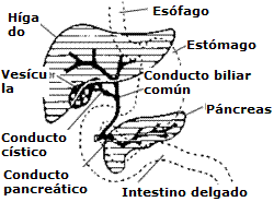 Sistema_digestivo_mostrando_el_conducto_biliar_y_conducto_cistico