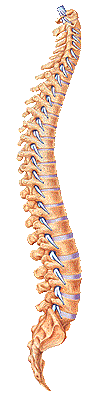 COLUMNA_VERTEBRAL