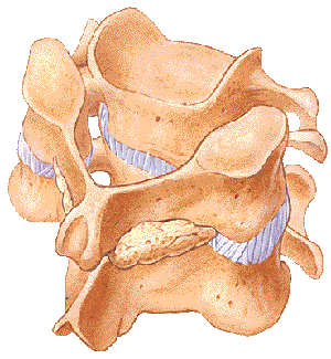 fusion_posterior_cervical