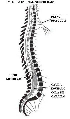 medula_espinal_nervio_raiz