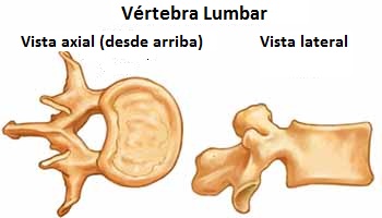 vertebra_lumbar