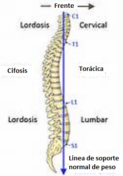 imagenes_curvaturas_columna_vertebral