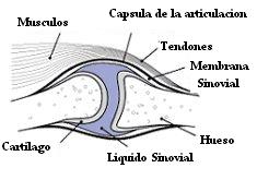 articulacion_sana