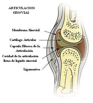 articulacion_sinovial