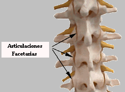 articulaciones_facetarias