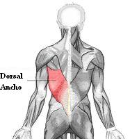 dorsal_ancho