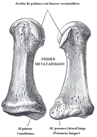 primer_metatarsiano