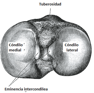 tuberculo_intercondilio_medial