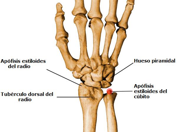 que es apofisis en anatomia