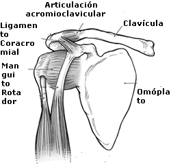 manguito_rotador