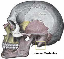 proceso_mastoideo