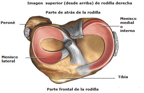 imagen_menisco_lateral_medial