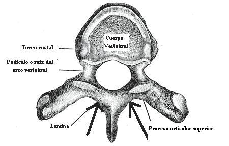 lamina_vertebral