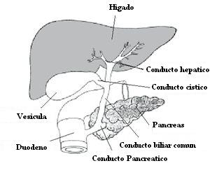 anatomia_higado