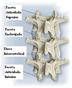 articulaciones_facetarias