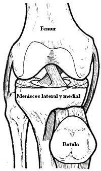 meniscos_lateral_y_medial