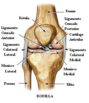 Rodilla menisco