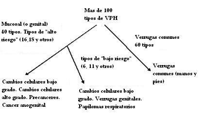 virus_pailoma_humano