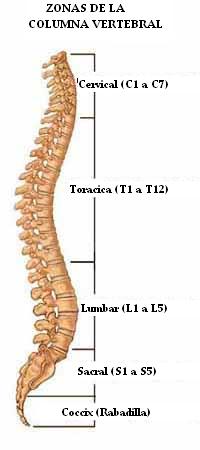 zonas_de_la_columna_vertebral