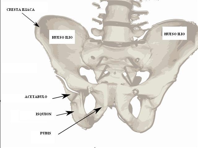 pelvis